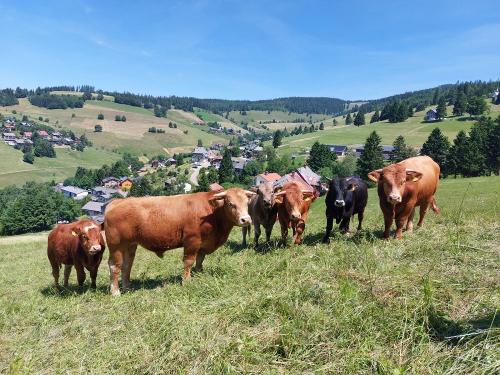 Rinder auf der Weide