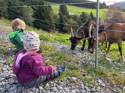 Ziegen beobachten  spannender als Fernsehen