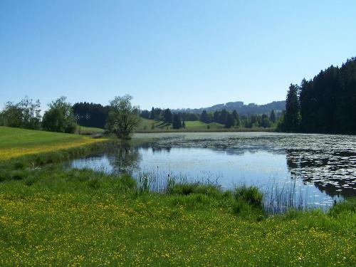 Weiher sommer