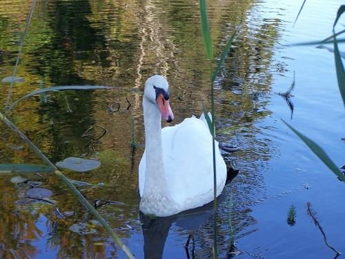 Schwan Weiher 2