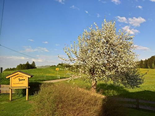 Apfelbaum am Haus in Blüte