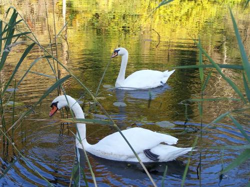 Schwäne Weiher