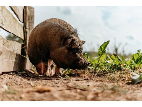 Hängebauchschwein Carlsson