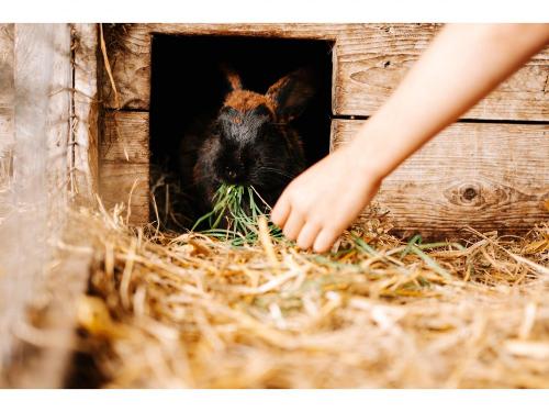 Kaninchen streicheln und füttern