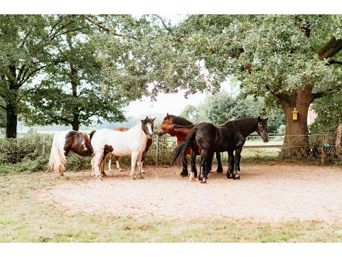 Pferde auf der Weide