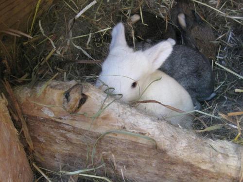 Unsere Kaninchen Unsere Kaninchen