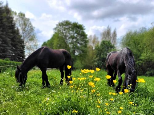 Pferde auf der Weide
