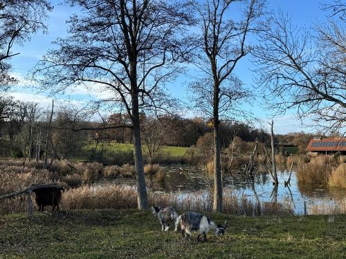 Ziegenfamilie am Teich