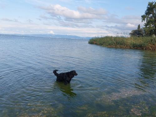 Hunde Badespaß am See