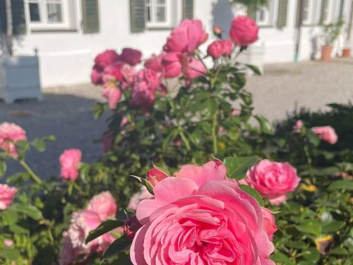 Rosenfreude