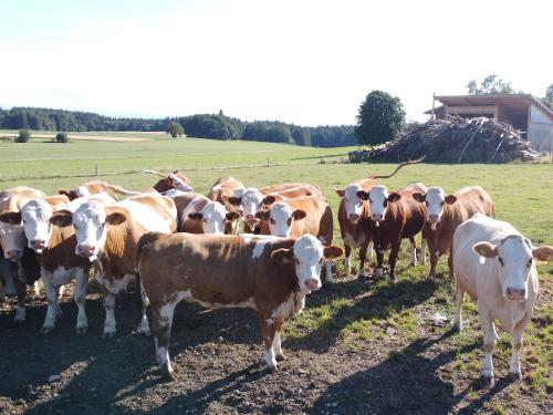 unsere Kühe unsere Kühe