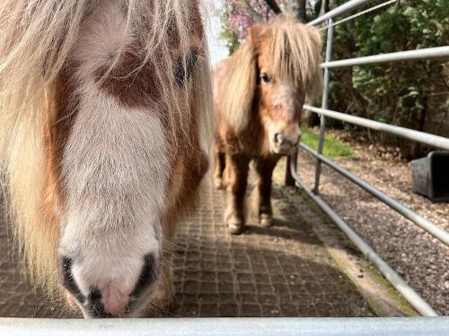 Unsere Shetland-Ponys