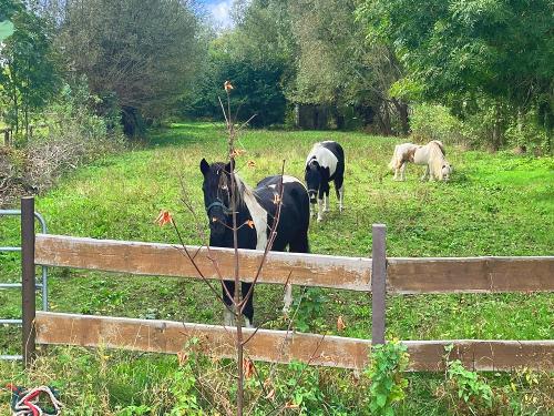 Unsere Pferde auf der Weide