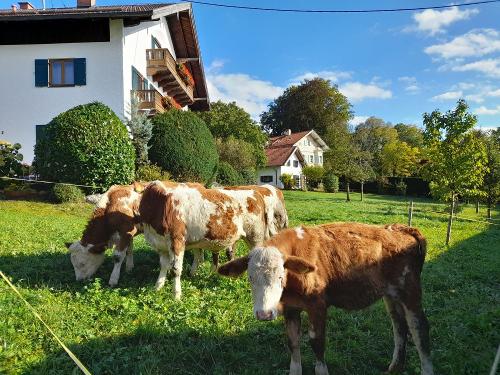 Kälber im Garten