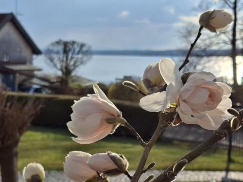 Magnolienblüte am Hof