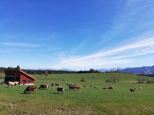 Kühe_auf_der_Weide Kühe_auf_der_Weide