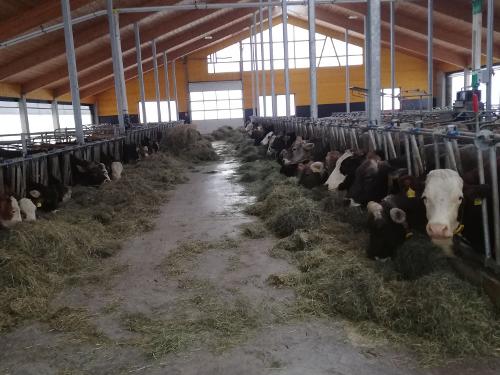 Kuhstall_Kühe_fressen_Futtertisch Kuhstall_Kühe_fressen_Futtertisch