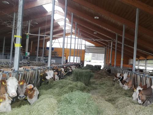 Kuhstall_Kühe_fressen Kuhstall_Kühe_fressen