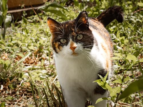 Katze_Nala