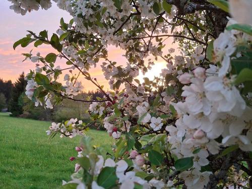 Obstblüte