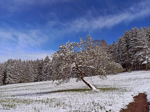 Knorrige Baum im Winter