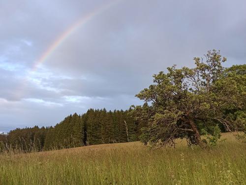 Regenbogen über dem Wald