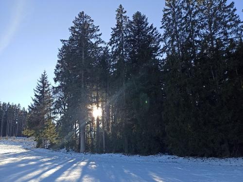 Winterwald