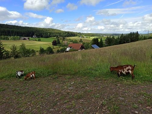 Unsere tierischen Rasenmäher