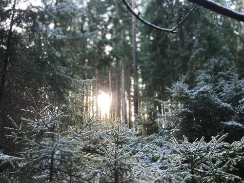Im Winter-Wald