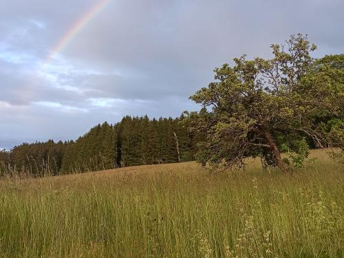 Regenbogen