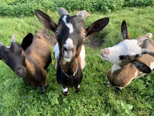 Oskar, Pippa und Ida