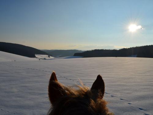 Ein Ausritt in traumhafter Winterlandschaft