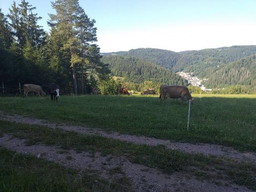 Grasende Kühe mit Blick auf Triberg