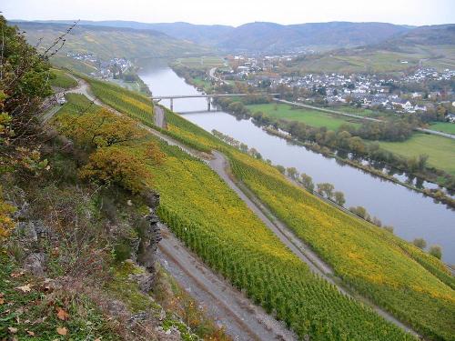 Weinberge an der Mosel