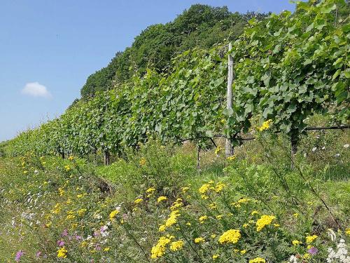Weinberge an der Mosel