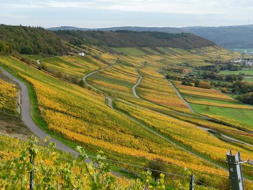 Weinberge im Moseltal