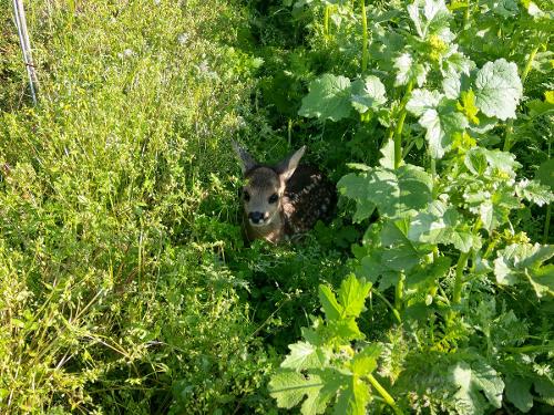 Besuch im Weinberg