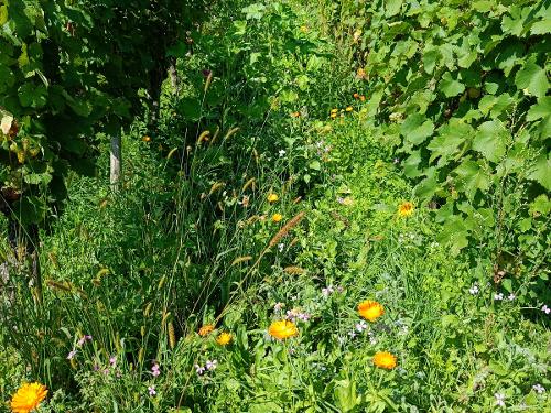 Blumen für unsere Nützlinge im Weinberg