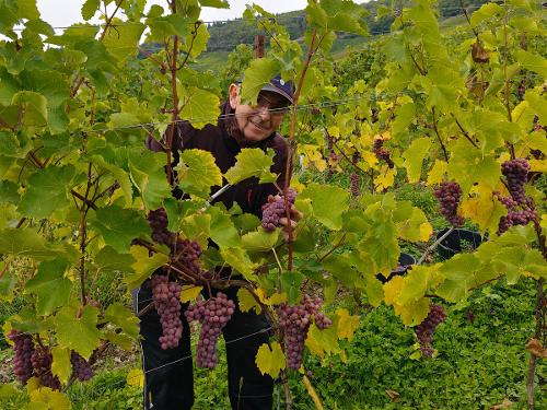 Bei der Weinlese