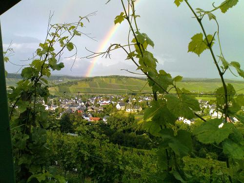 Regenbogen über den Weinbergen