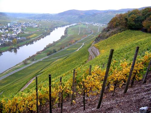 Moselblick von der Weinlage Brauneberger Juffer