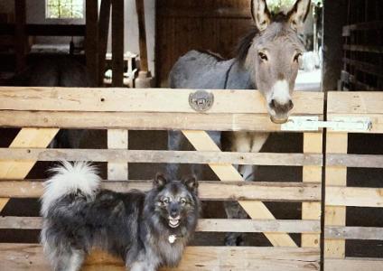 Tierische Freunde