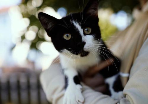 Unsere Schmusekatze Unsere Schmusekatze