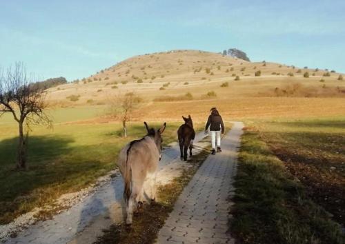 Eselspaziergang Eselspaziergang
