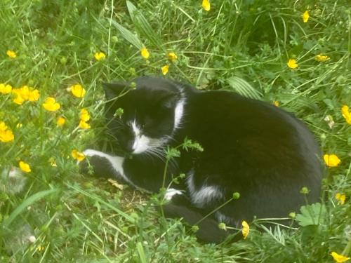 Katze im Gras Katze im Gras