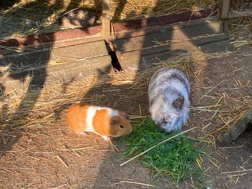 Meerschweinchen füttern Meerschweinchen füttern