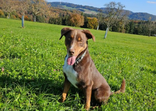 Unser lieber Hofhund