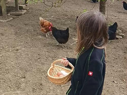 Eier abnehmen bei den Chalet-Hühnern