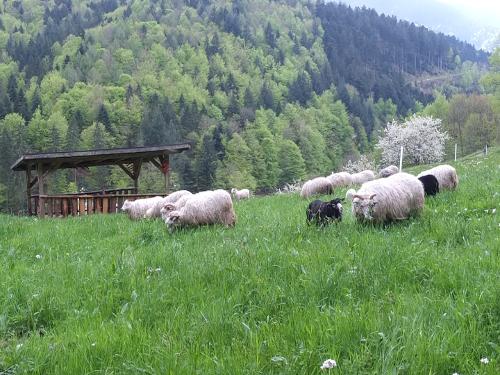 Unsere Schafe