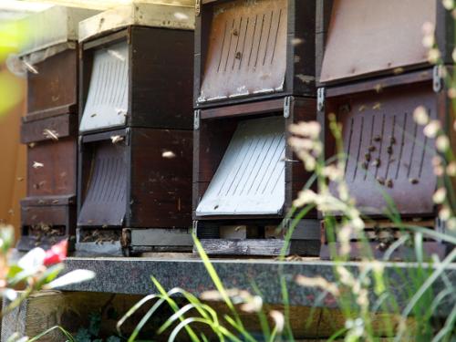 Fleißige Bienen